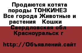 Продаются котята породы ТОНКИНЕЗ - Все города Животные и растения » Кошки   . Свердловская обл.,Красноуральск г.